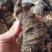 七叶一枝花