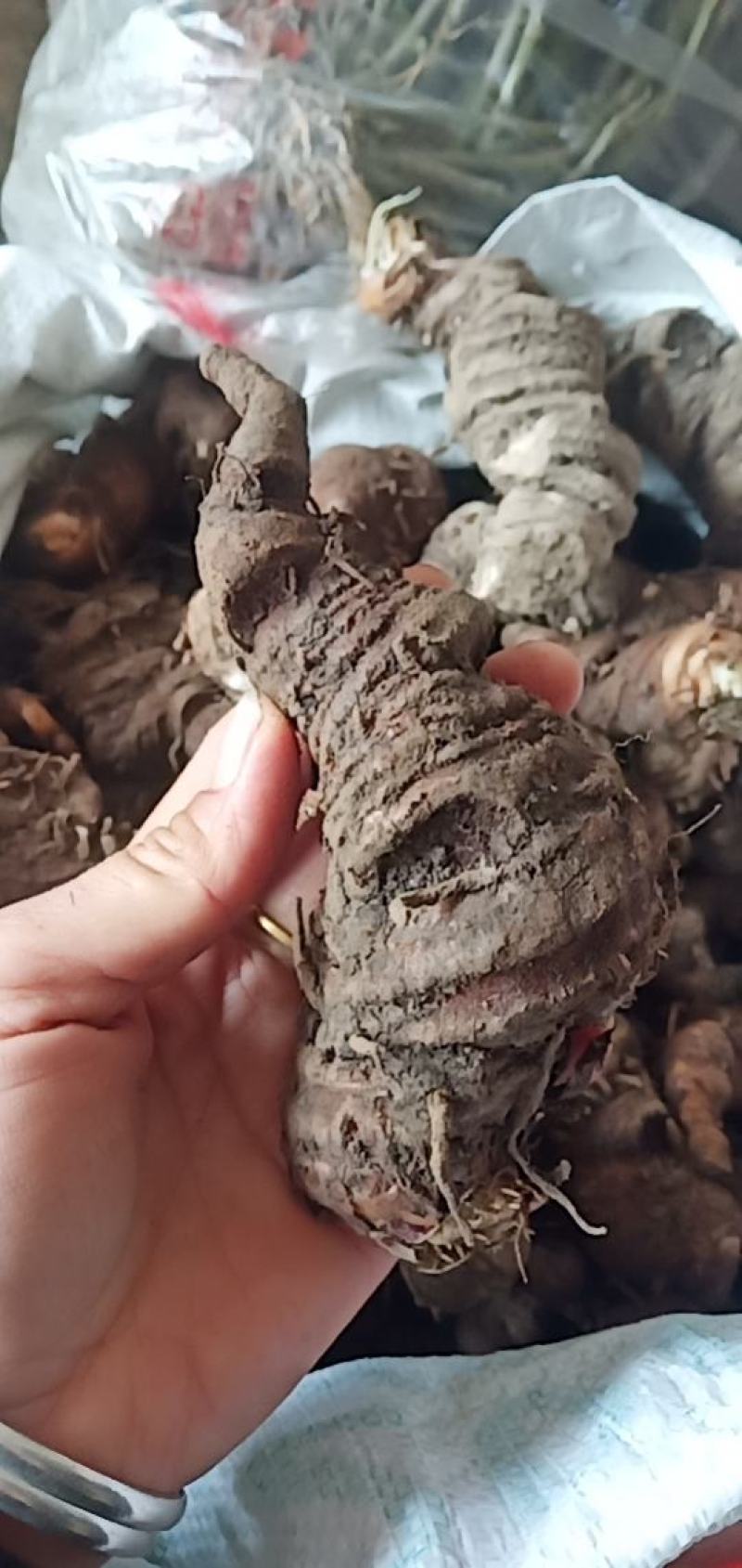 七叶一枝花