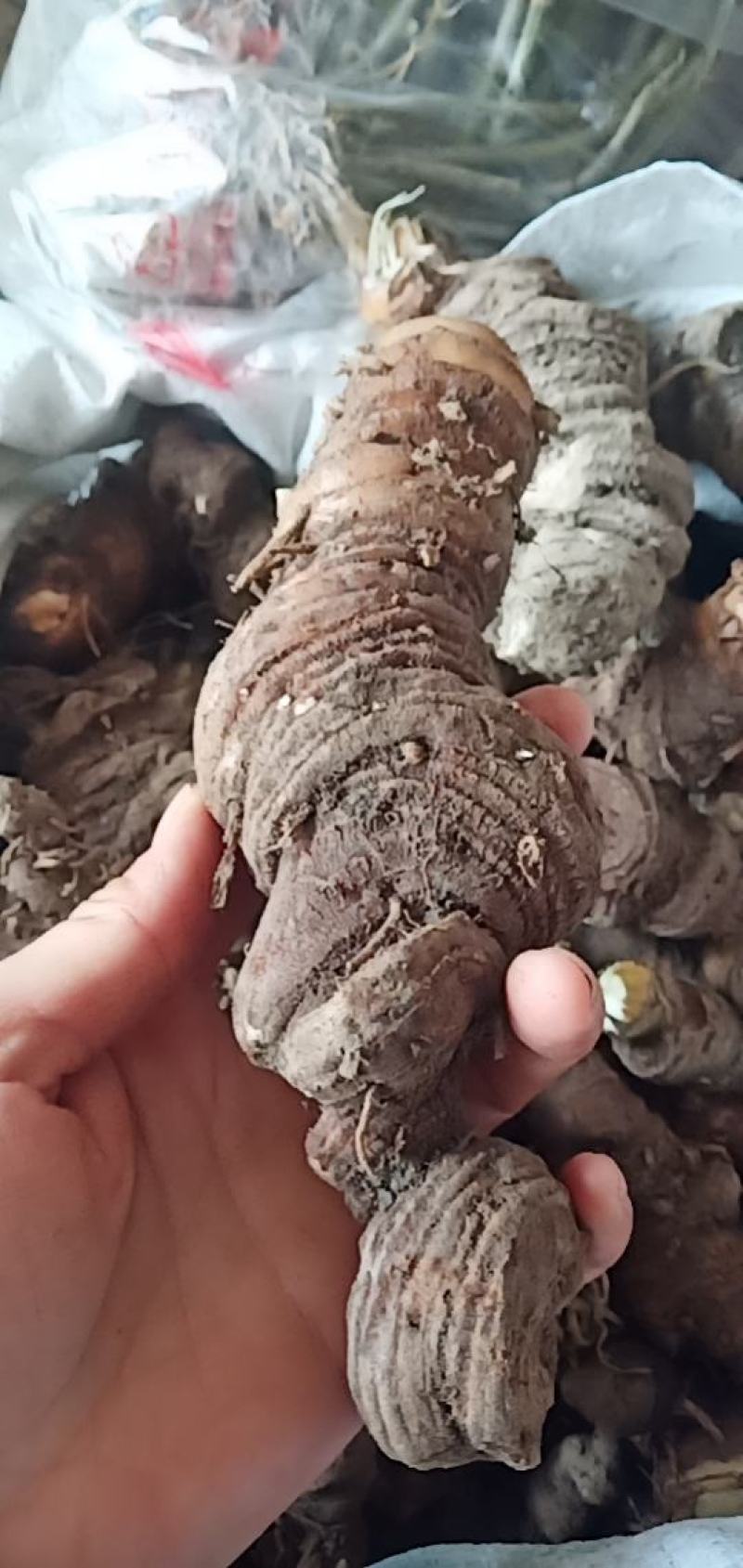 七叶一枝花