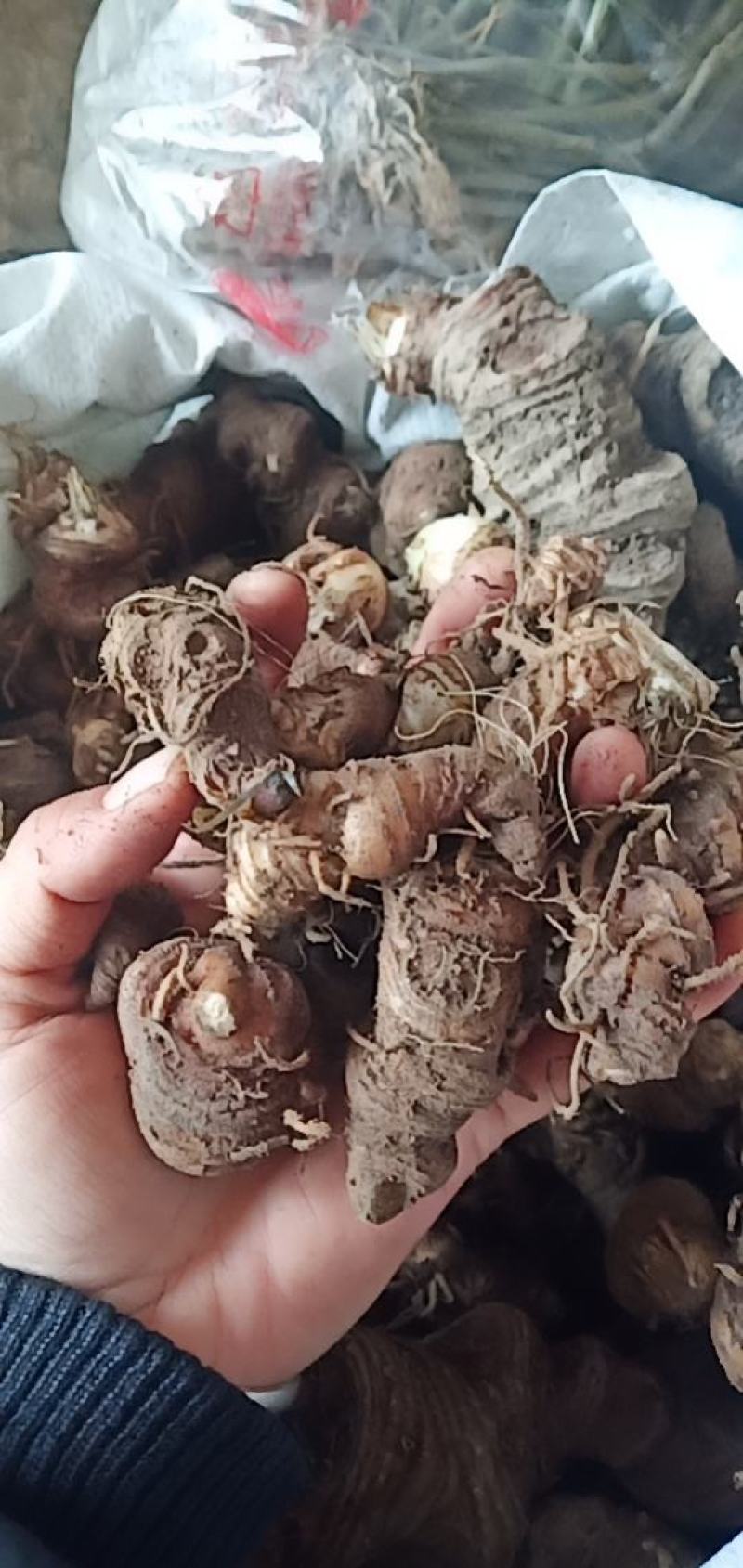 七叶一枝花