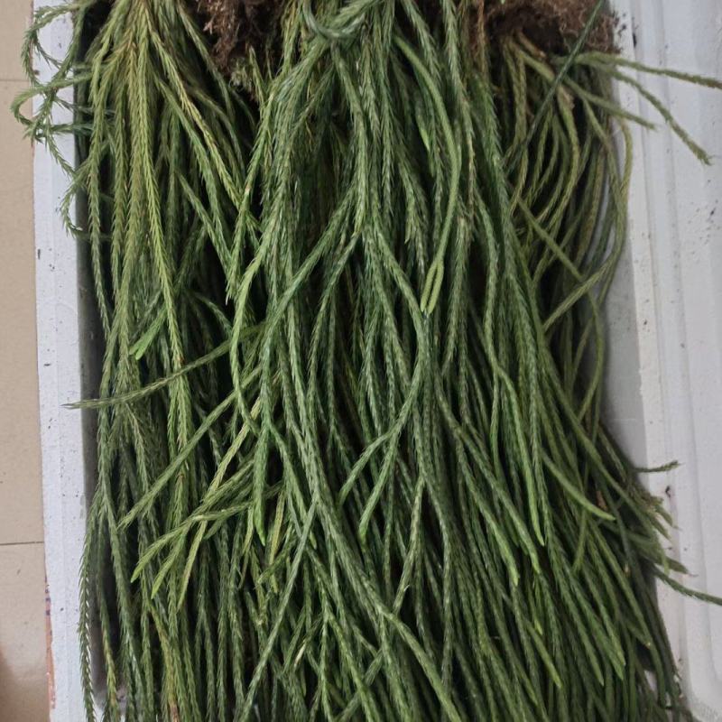马尾伸筋草