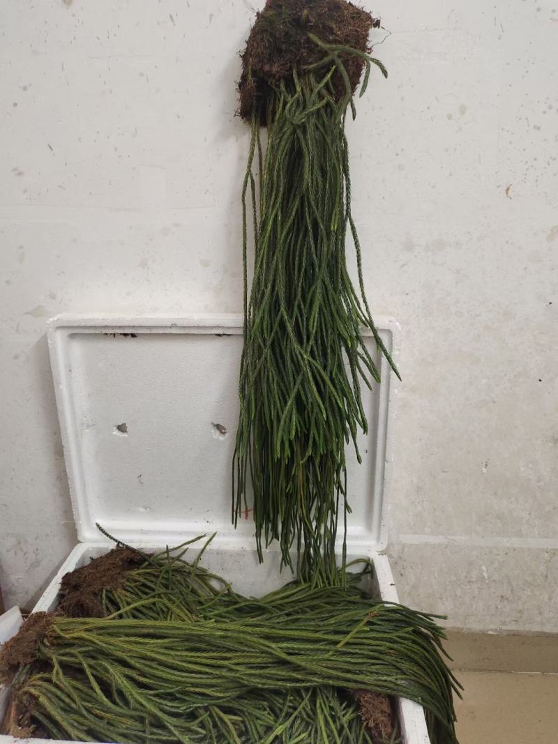 马尾伸筋草
