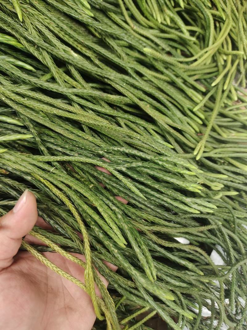 马尾伸筋草