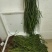 马尾伸筋草