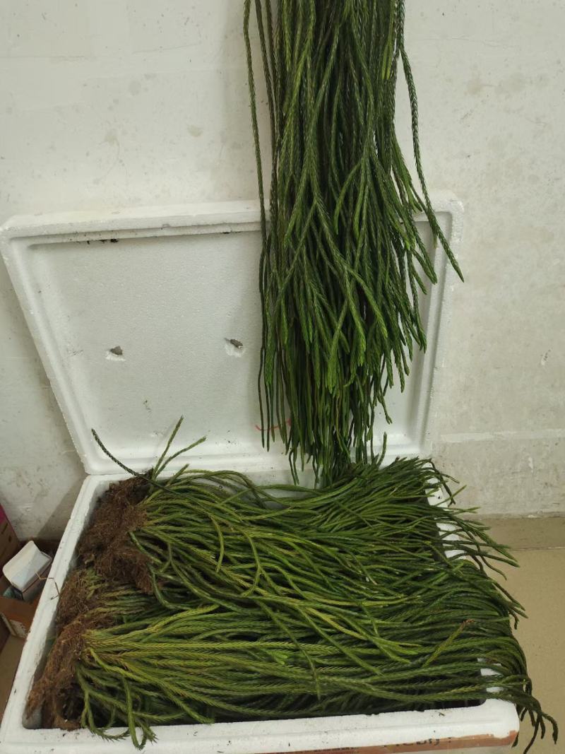 马尾伸筋草