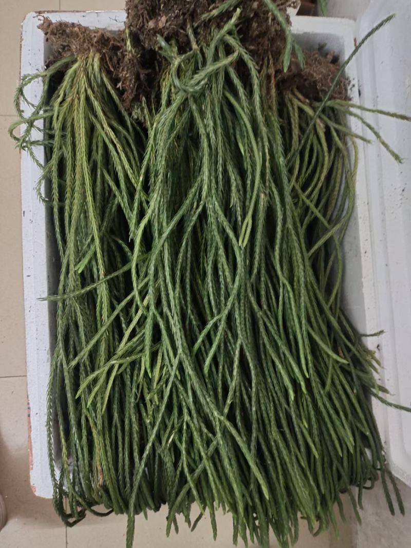 马尾伸筋草