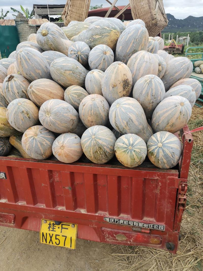 蜜本南瓜黄坭陂地种植大量供应有4斤，5斤，6斤起供应欢迎