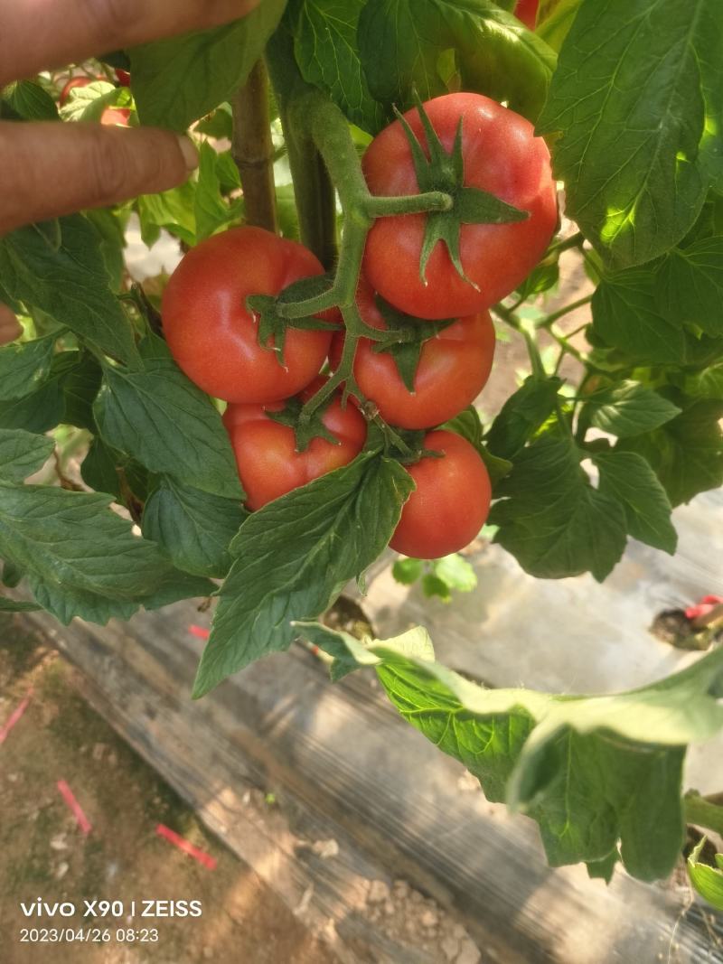 硬粉串果熟度刚好硬度可以耐运输储存口感软糯蜜蜂授粉接电商