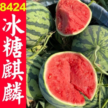 砀山美都麒麟西瓜品种齐全全国代发欢迎来电