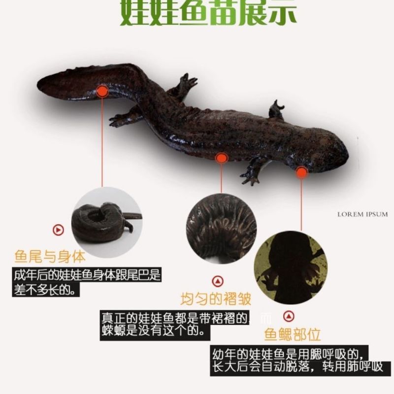 鲜活娃娃鱼包活包邮批发鱼食用活鱼海鱼大鲵宠物苗水产淡水鱼