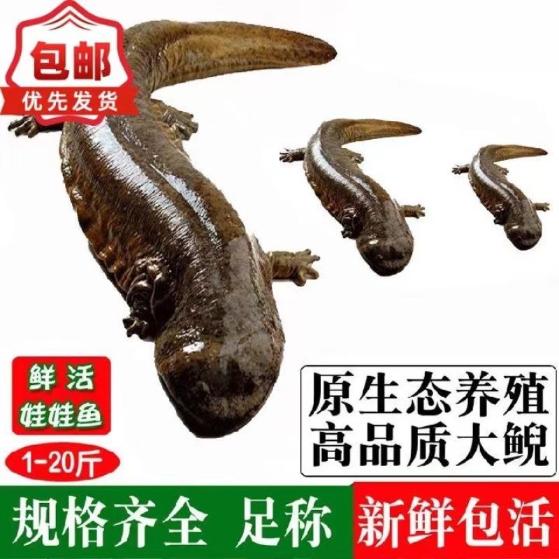 鲜活娃娃鱼包活包邮批发鱼食用活鱼海鱼大鲵宠物苗水产淡水鱼