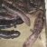鲜活娃娃鱼包活包邮批发鱼食用活鱼海鱼大鲵宠物苗水产淡水鱼