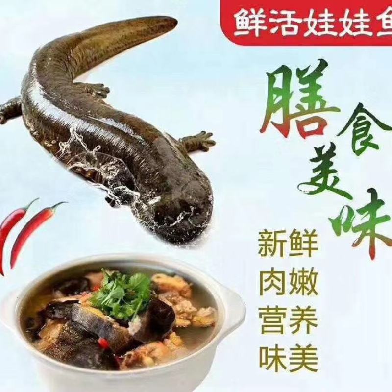 鲜活娃娃鱼包活包邮批发鱼食用活鱼海鱼大鲵宠物苗水产淡水鱼