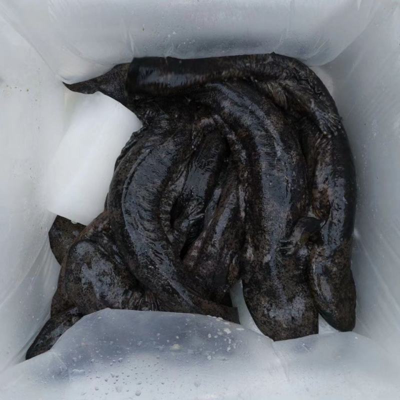鲜活娃娃鱼包活包邮批发鱼食用活鱼海鱼大鲵宠物苗水产淡水鱼