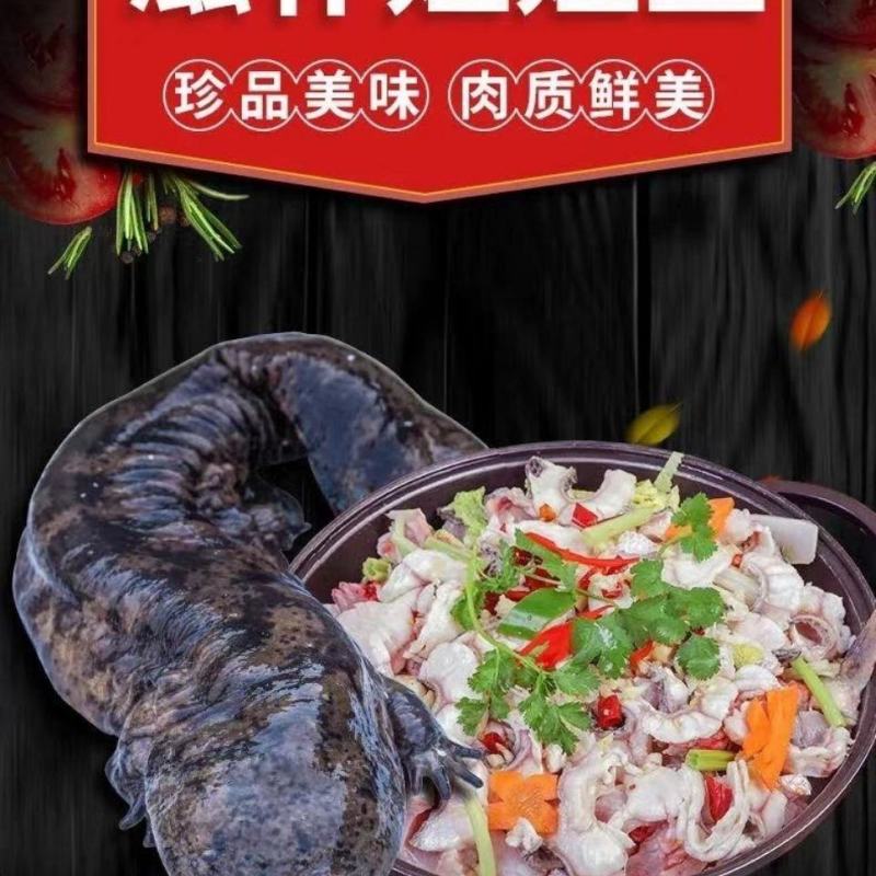 鲜活娃娃鱼包活包邮批发鱼食用活鱼海鱼大鲵宠物苗水产淡水鱼