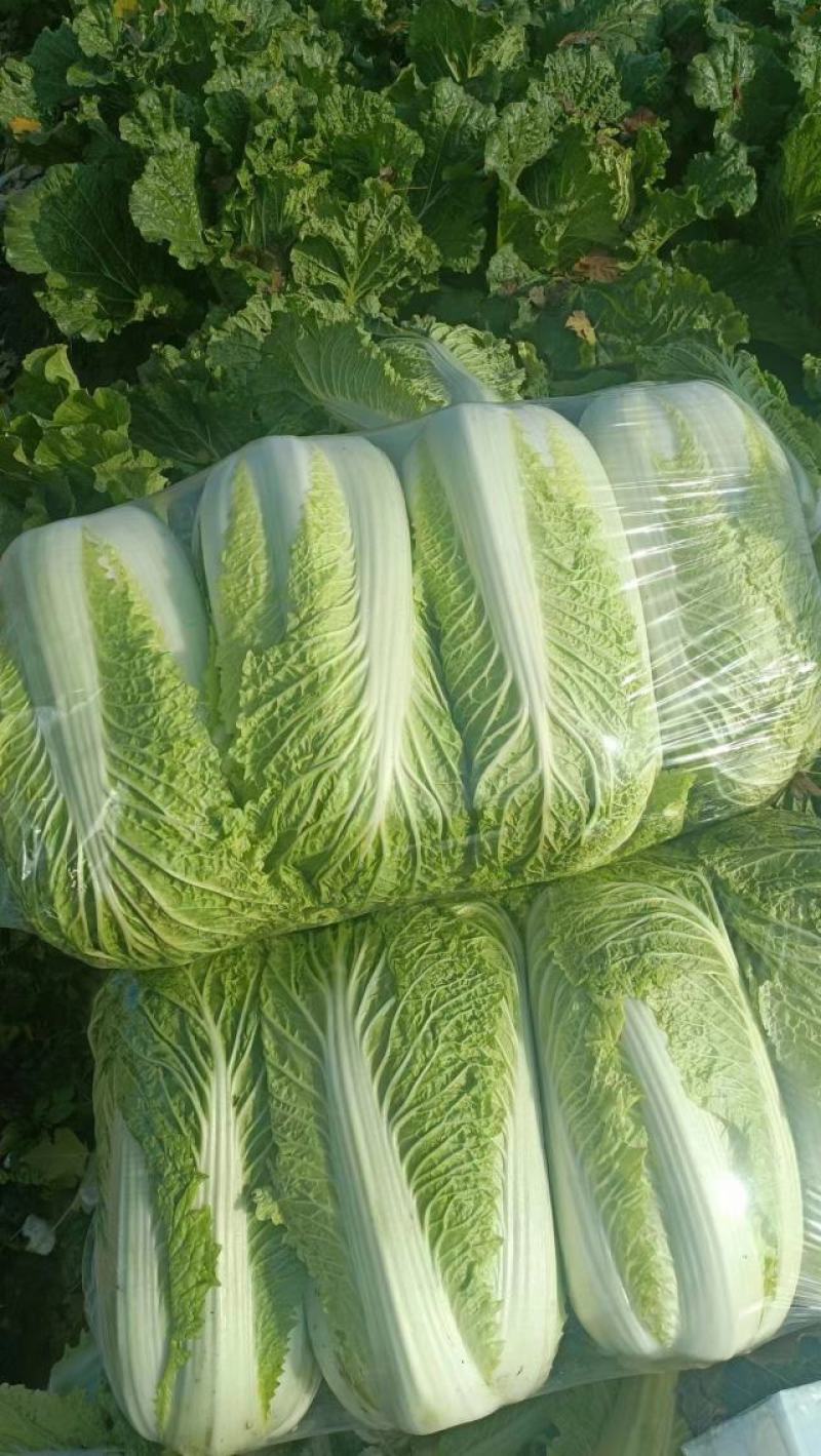 河南青杂三号白菜，个头均匀。产地直发货源充足！欢迎来电订购！