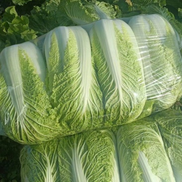 河南青杂三号白菜，个头均匀。产地直发货源充足！欢迎来电订购！
