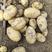 黄心土豆大量上市，基地直发，按需分拣！！！