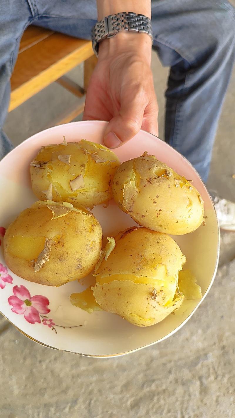 黄心土豆大量上市，基地直发，按需分拣！！！