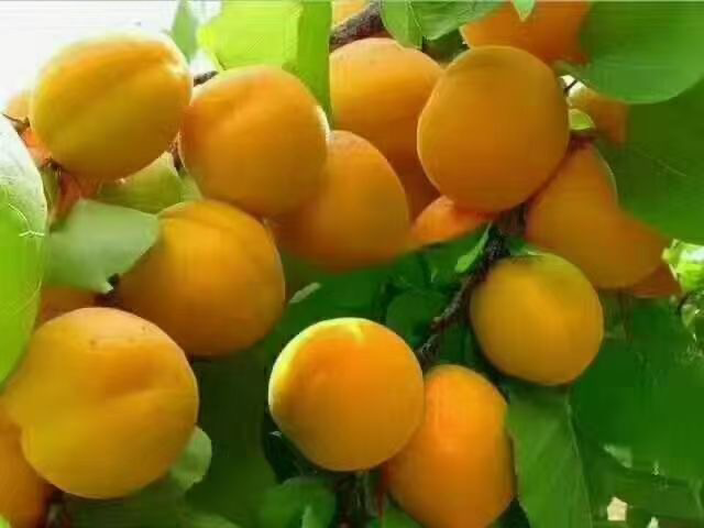 杏林成熟景象