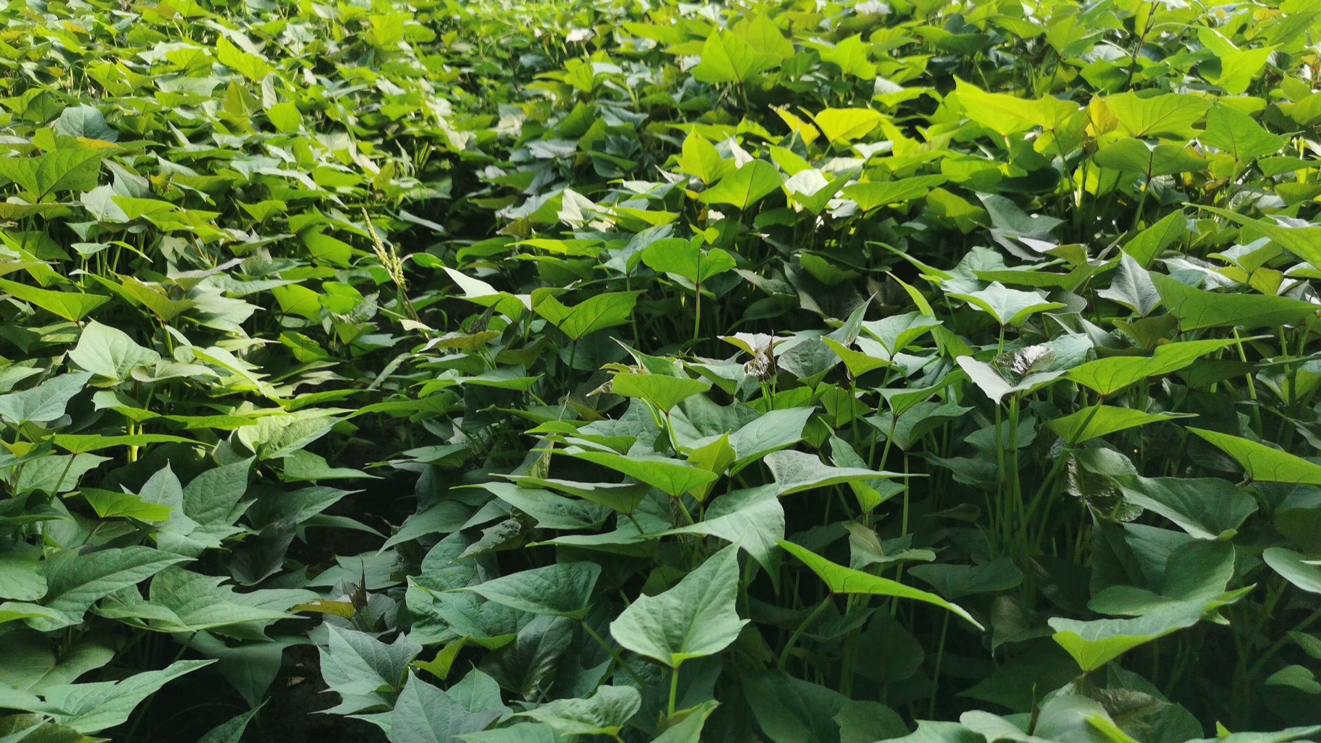 黑美人马铃薯田间种植场景