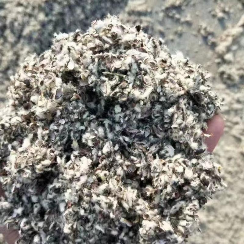 长期供应棉籽壳中壳中绒食用菌质量好，量大从优