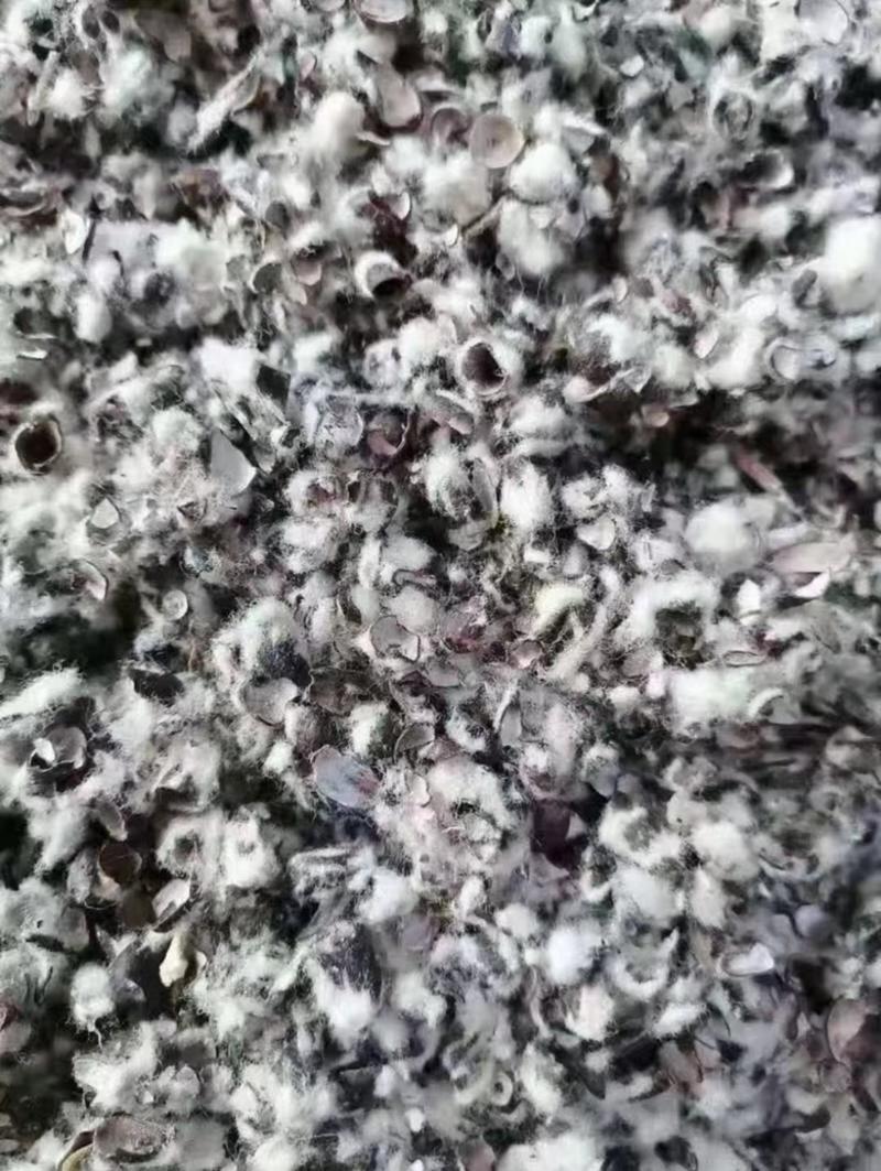 长期供应棉籽壳中壳中绒食用菌质量好，量大从优