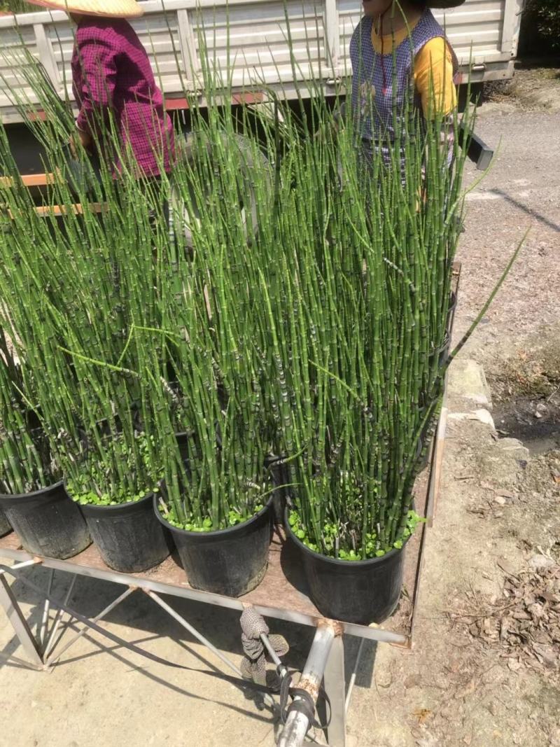 2加仑木贼