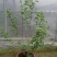 欧洲木绣球【自产自销】现在规格2加仑5加仑15加仑
