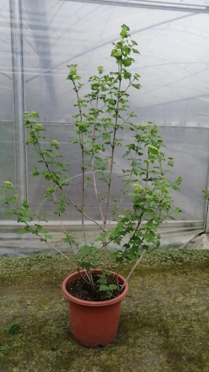 欧洲木绣球【自产自销】现在规格2加仑5加仑15加仑