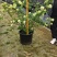欧洲木绣球【自产自销】现在规格2加仑5加仑15加仑