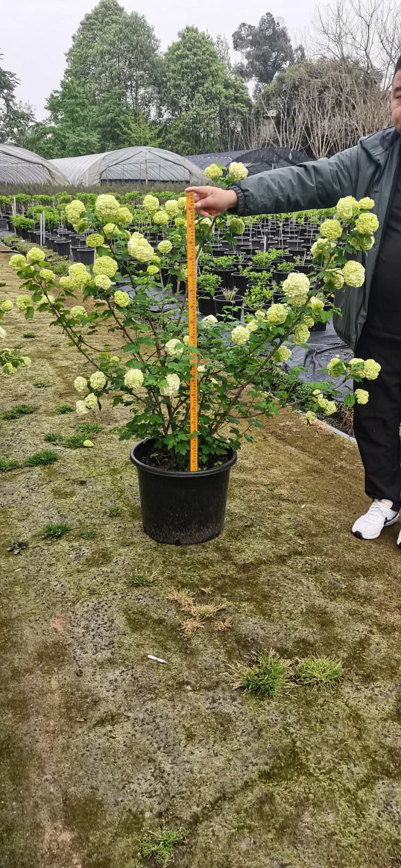 欧洲木绣球【自产自销】现在规格2加仑5加仑15加仑