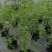 欧洲木绣球【自产自销】现在规格2加仑5加仑15加仑