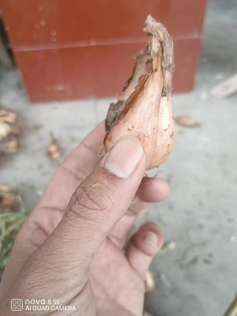 笔杆葱葱头
