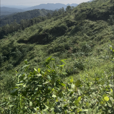 山场闲置土地出租，只可养羊