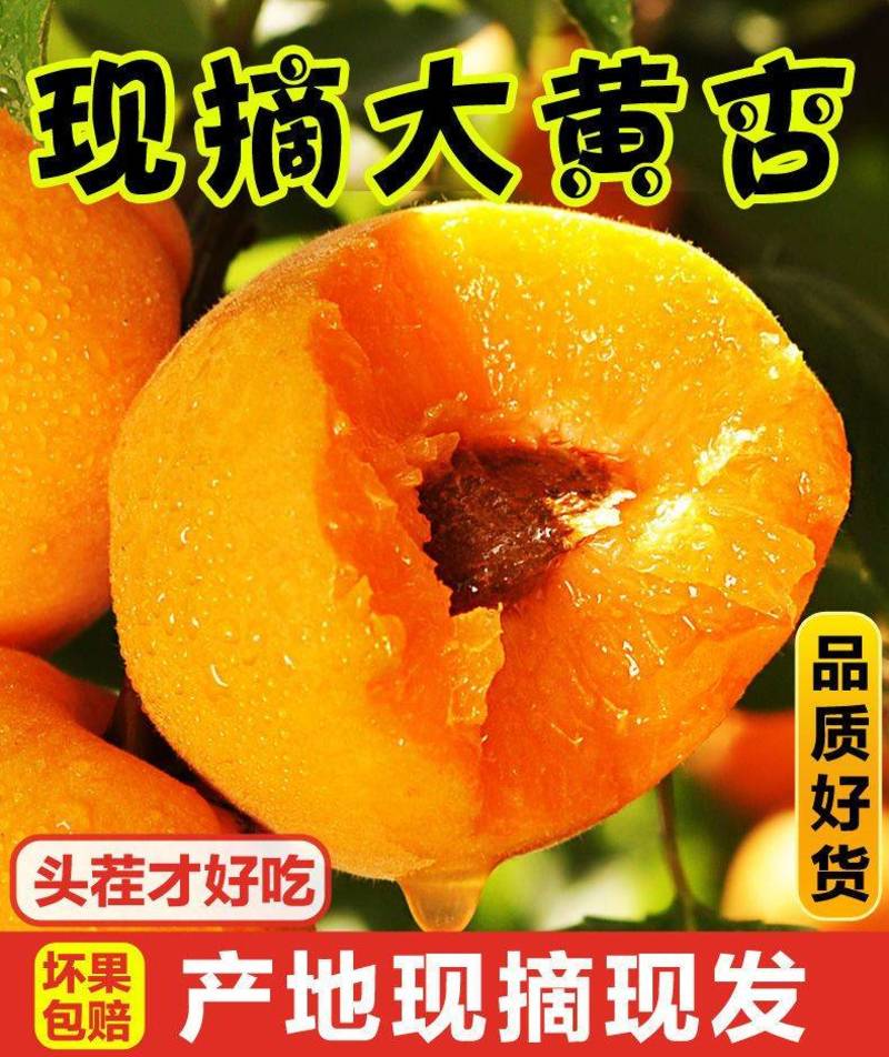 包邮【现摘现发】杏子水果新鲜应季酸甜陕西大黄杏现摘金太阳