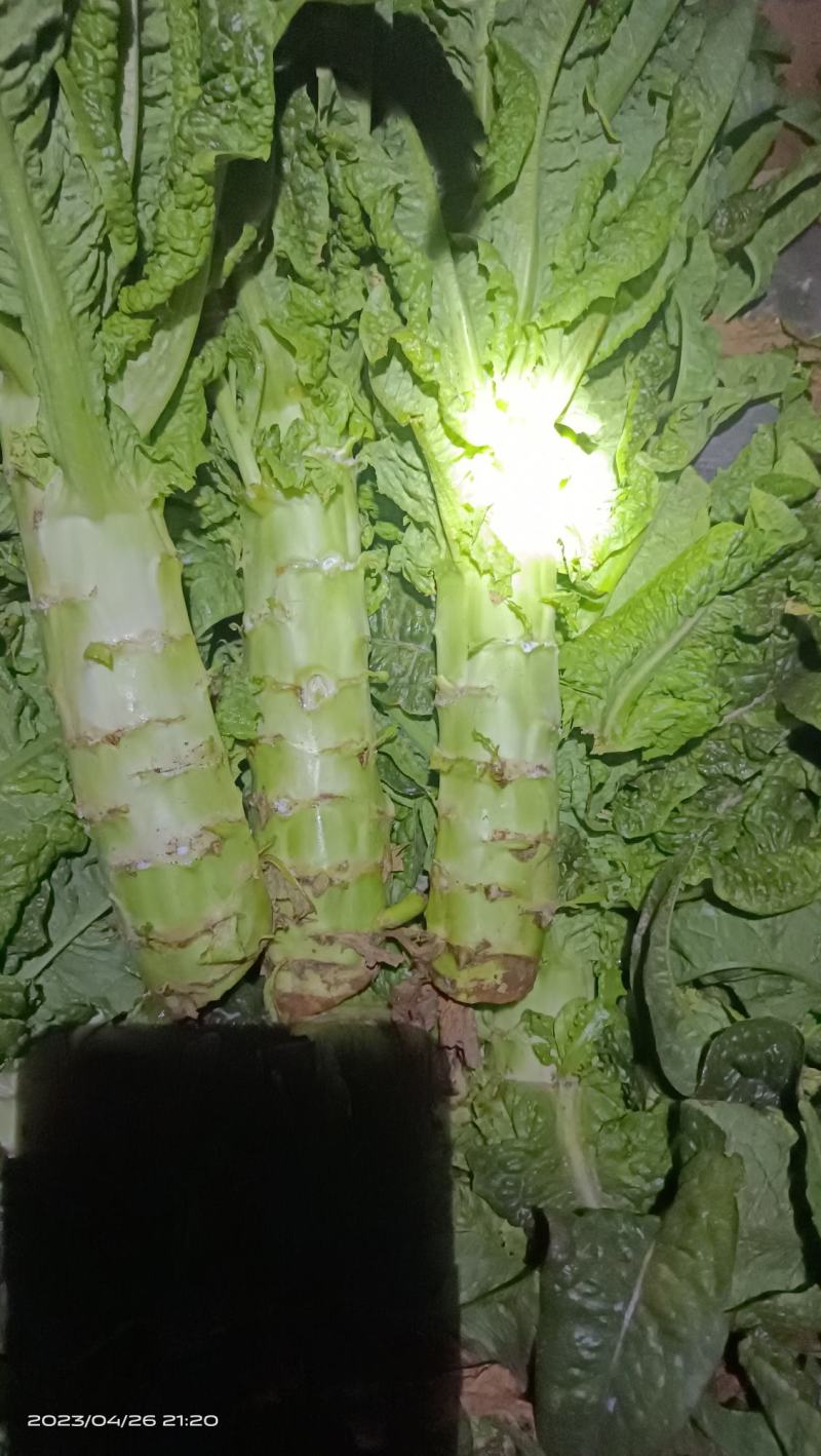 云南精品红叶窝笋