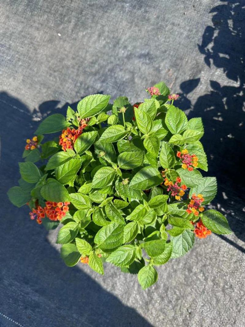 五色梅（马缨丹）带花带花苞发货鲜活绿植净化新鲜空气园林盆