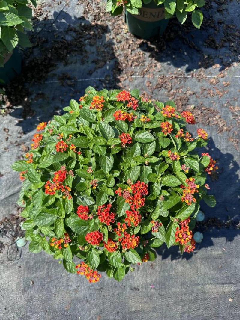 五色梅（马缨丹）带花带花苞发货鲜活绿植净化新鲜空气园林盆