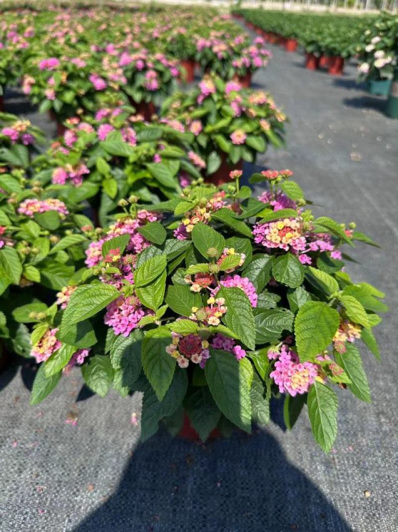 五色梅（马缨丹）带花带花苞发货鲜活绿植净化新鲜空气园林盆