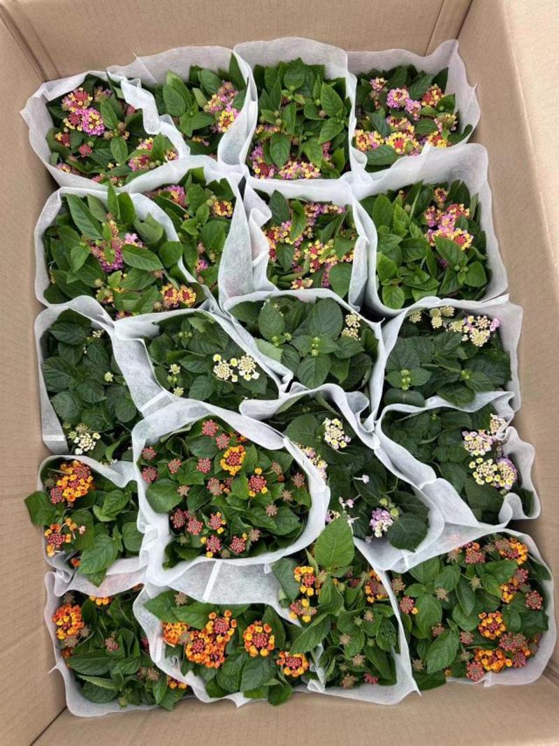 五色梅（马缨丹）带花带花苞发货鲜活绿植净化新鲜空气园林盆
