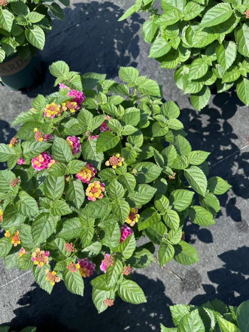 五色梅（马缨丹）带花带花苞发货鲜活绿植净化新鲜空气园林盆