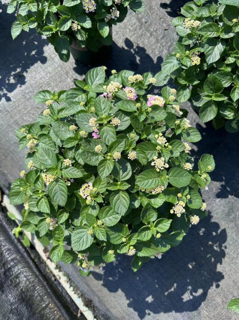 五色梅（马缨丹）带花带花苞发货鲜活绿植净化新鲜空气园林盆