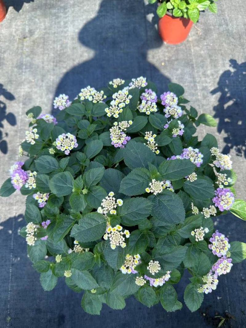 五色梅（马缨丹）带花带花苞发货鲜活绿植净化新鲜空气园林盆