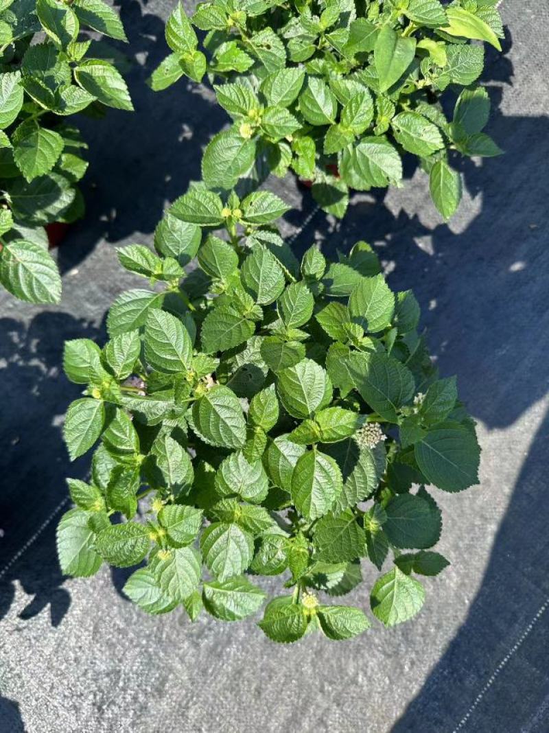 五色梅（马缨丹）带花带花苞发货鲜活绿植净化新鲜空气园林盆