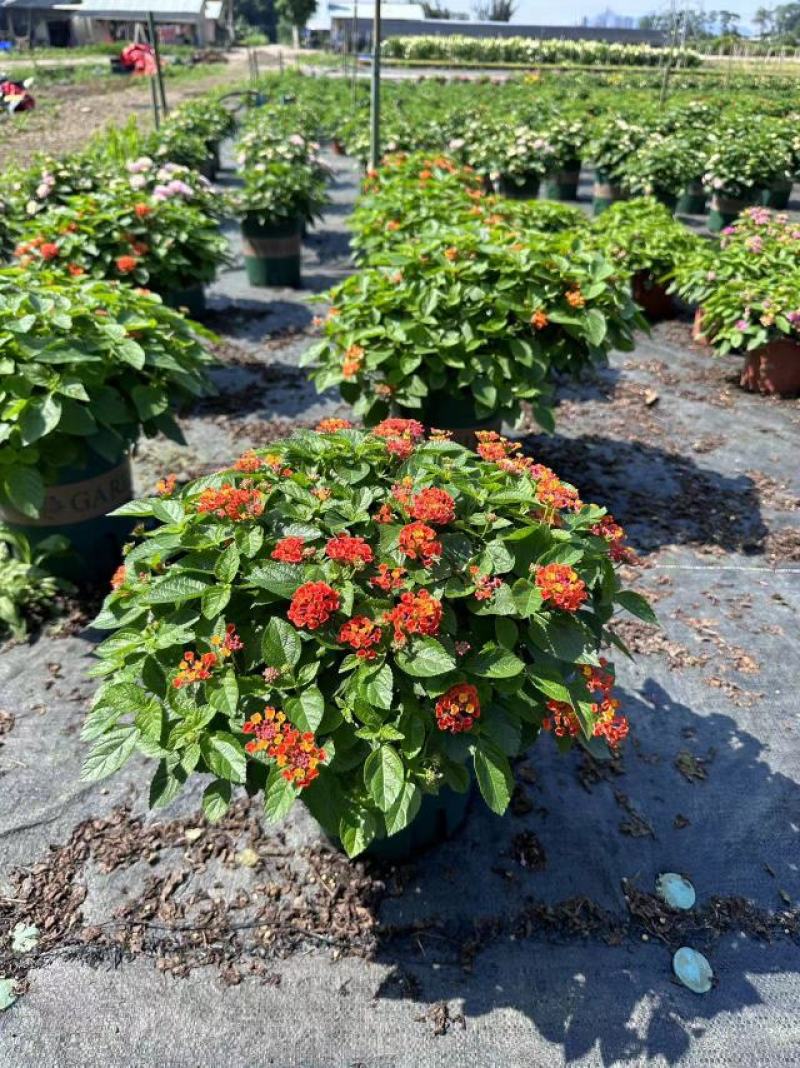 五色梅（马缨丹）带花带花苞发货鲜活绿植净化新鲜空气园林盆