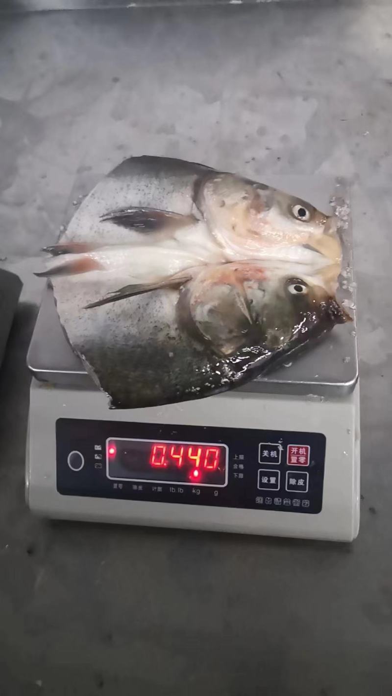 鱼泥鱼头鲢鱼头