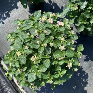 五色梅（马缨丹）带花带花苞发货鲜活绿植净化新鲜空气园林盆