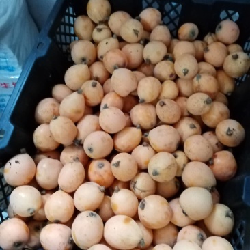 枇杷果：湖南衡阳老家有一百多颗枇杷树，还要一个月左右成熟