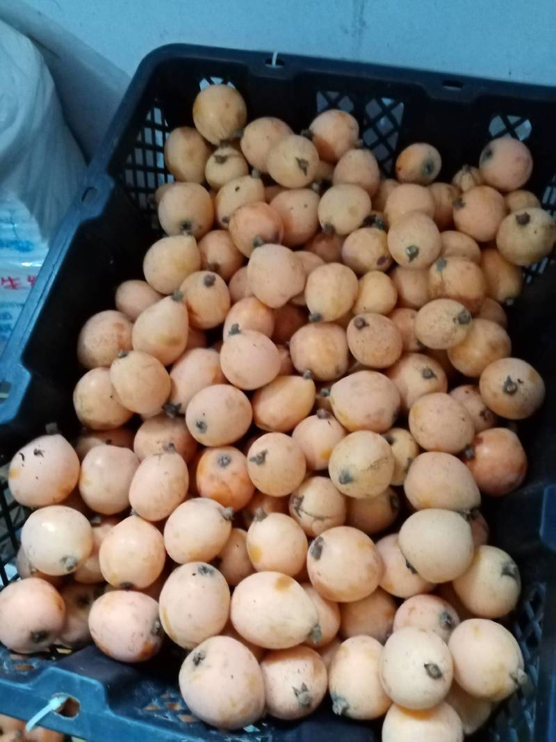 枇杷果：湖南衡阳老家有一百多颗枇杷树，还要一个月左右成熟